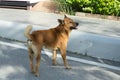 A Thai dog brown color with eyes looking to his owner. Royalty dog. Royalty Free Stock Photo