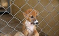 Thai dog in cage waiting adopt to new home