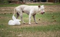 Thai dog and food