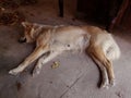 Thai dog is lying on the floor. Royalty Free Stock Photo