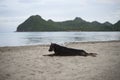 Thai dog relaxing, resting,or sleeping at the beach at sunset moment,blurred background,selective focus.