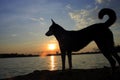 Thai Dog Riverside at sunset Royalty Free Stock Photo