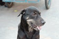 Thai black dog sitting on cement pathway in outdoor place with blurred wheels background