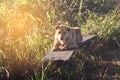 Thai dog sleeping on wooden bench