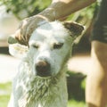 Thai dog taking a shower