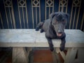 Thai dog temple black color waiting food from people Royalty Free Stock Photo