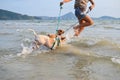 Thai dogs enjoy playing on beach with owner