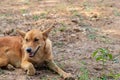 Thai dogs happily sit on grass