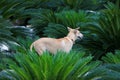 Thai dogs in the palm garden