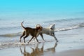 Thai dogs playing at the beach with blue sea and sky Royalty Free Stock Photo
