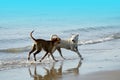 Thai dogs playing at the beach with blue sea and sky