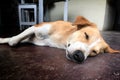 Thai dogs, sleeping on the floor In the garden morning.