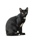 thai domestic black cat sitting on floor isolated white background