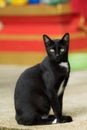 Thai domestic black cat sitting on ground