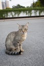 Thai domestic cat sitting on asphalt road