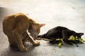 Thai domestic cats eating indian nettle root and catnip
