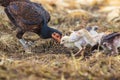 thai domestic chicken hen feeding with baby chicken on rural ground of ranch farm Royalty Free Stock Photo