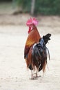 Thai domestic low red jungle fowl standing on ground