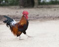 Thai domestic low red jungle fowl standing on ground