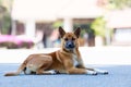 Thai domestic street dog lying on asphalt road Royalty Free Stock Photo