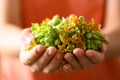 Thai edible flowers (cowslip creeper, Tonkin jasmine or Pakalana vine) with hand