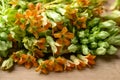 Thai edible flowers (cowslip creeper, Tonkin jasmine or Pakalana vine)