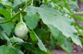 Thai eggplant