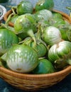 Thai Eggplant Royalty Free Stock Photo