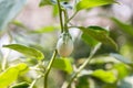 Thai eggplant