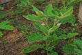 Thai eggplant, a fruiting vegetable plant normally use in Thai cusine