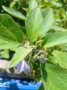 Thai eggplant tree in the garden Royalty Free Stock Photo