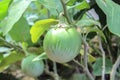 Thai eggplant on the tree