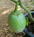 Thai eggplant on the tree