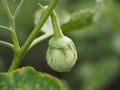 Thai eggplant on the tree. In the garden Royalty Free Stock Photo