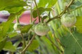 Thai Eggplant on tree at vegetable garden. Thai eggplant hanging on tree with leaves and flower in farm. Green Asian mini eggplant Royalty Free Stock Photo