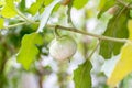 Thai Eggplant on tree at vegetable garden. Thai eggplant hanging on tree with leaves and flower in farm. Green Asian mini eggplant Royalty Free Stock Photo