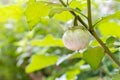 Thai Eggplant on tree at vegetable garden. Thai eggplant hanging on tree with leaves and flower in farm. Green Asian mini eggplant Royalty Free Stock Photo