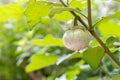 Thai Eggplant on tree at vegetable garden. Thai eggplant hanging on tree with leaves and flower in farm. Green Asian mini eggplant Royalty Free Stock Photo