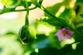 Thai eggplant with water droplets on a sunny day