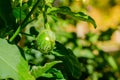 Thai eggplant with water droplets on a sunny day