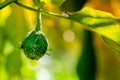 Thai eggplant with water droplets on a sunny day