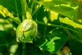 Thai eggplant with water droplets on a sunny day