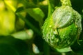 Thai eggplant with water droplets on a sunny day