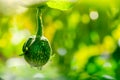 Thai eggplant with water droplets on a sunny day