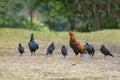 Thai elegant bantam chick with his family on a grass ground with green tree nature.