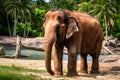 Thai elephant in captivity, wildlife conservation, animal protection photo