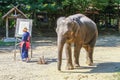 Thai Elephant, Chiangmai Royalty Free Stock Photo