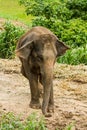 Thai elephant chiangmai Thailand Royalty Free Stock Photo