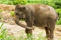 Thai elephant chiangmai Thailand Royalty Free Stock Photo