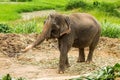 Thai elephant chiangmai Thailand Royalty Free Stock Photo